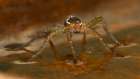 Six-spotted fishing spider, Pennsylvania, Usa. Botanical Print